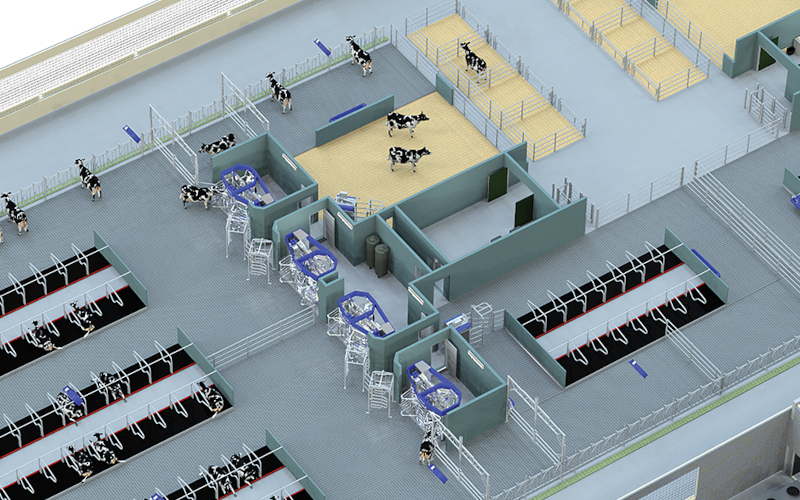 System ruchu wolnego krów w robocie udojowym DeLaval VMS